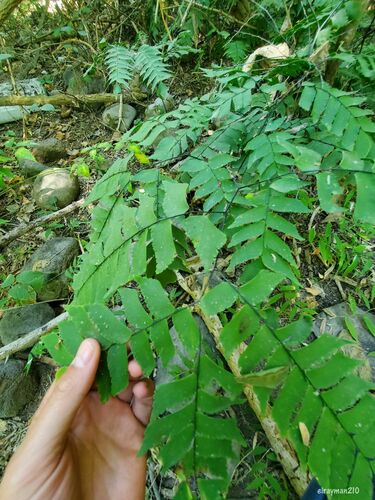Adiantum trapeziforme
