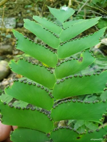Adiantum trapeziforme