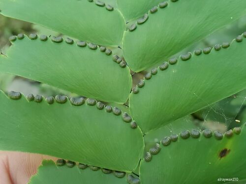 Adiantum trapeziforme
