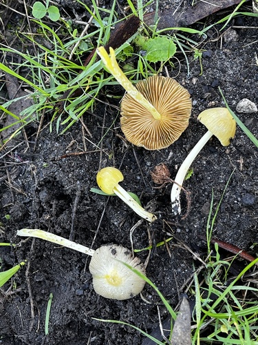 iNaturalist observation photo of yellow fieldcap