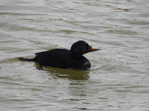 Negrón común (Melanitta nigra)