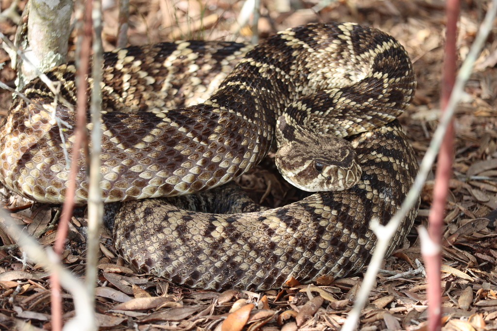 Eastern Diamondback Rattlesnake in January 2024 by LW Ridge · iNaturalist