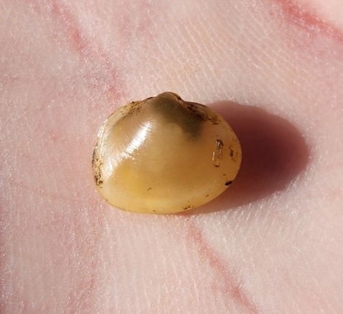 Lake Fingernailclam