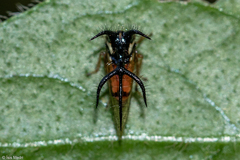Cyphonia trifida