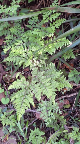 Bergius's Lip Fern (Cheilanthes bergiana)
