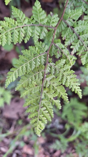 Image of Bergius's Lip Fern (Cheilanthes bergiana) by (c) Karen Eichholz, some rights reserved (CC BY)