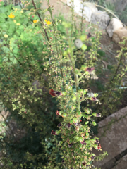 Scrophularia rubricaulis