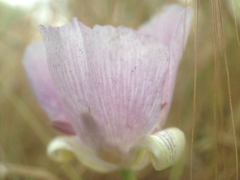 Calochortus striatus