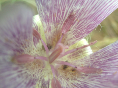 Calochortus striatus