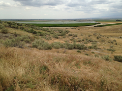 Calochortus striatus