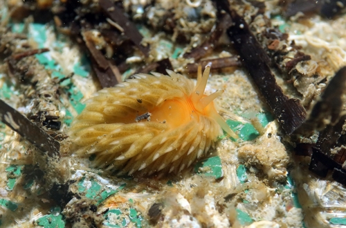 Aeolidiella alderi
