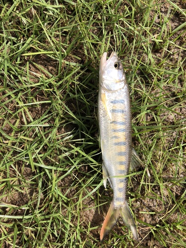Ubangi minnow (Opsaridium ubangiense) — Cyprinidae