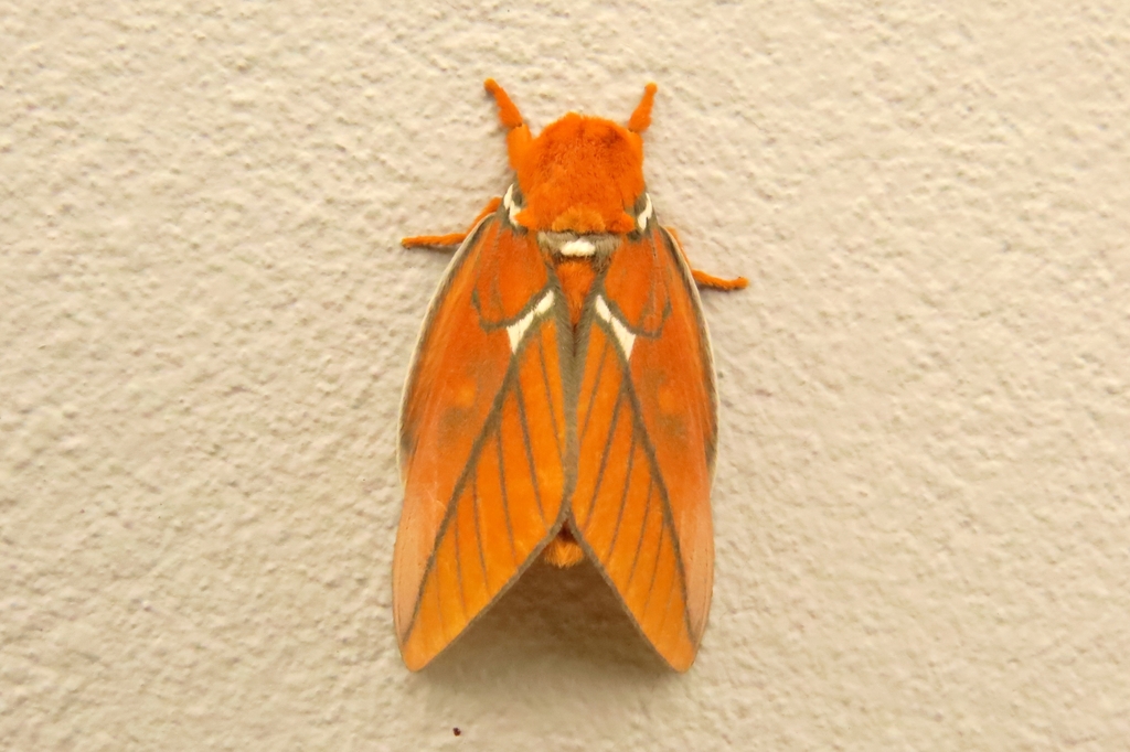 Schausiella janeira