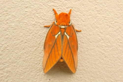 Schausiella janeira