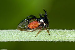 Cyphonia trifida