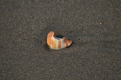 Melongena