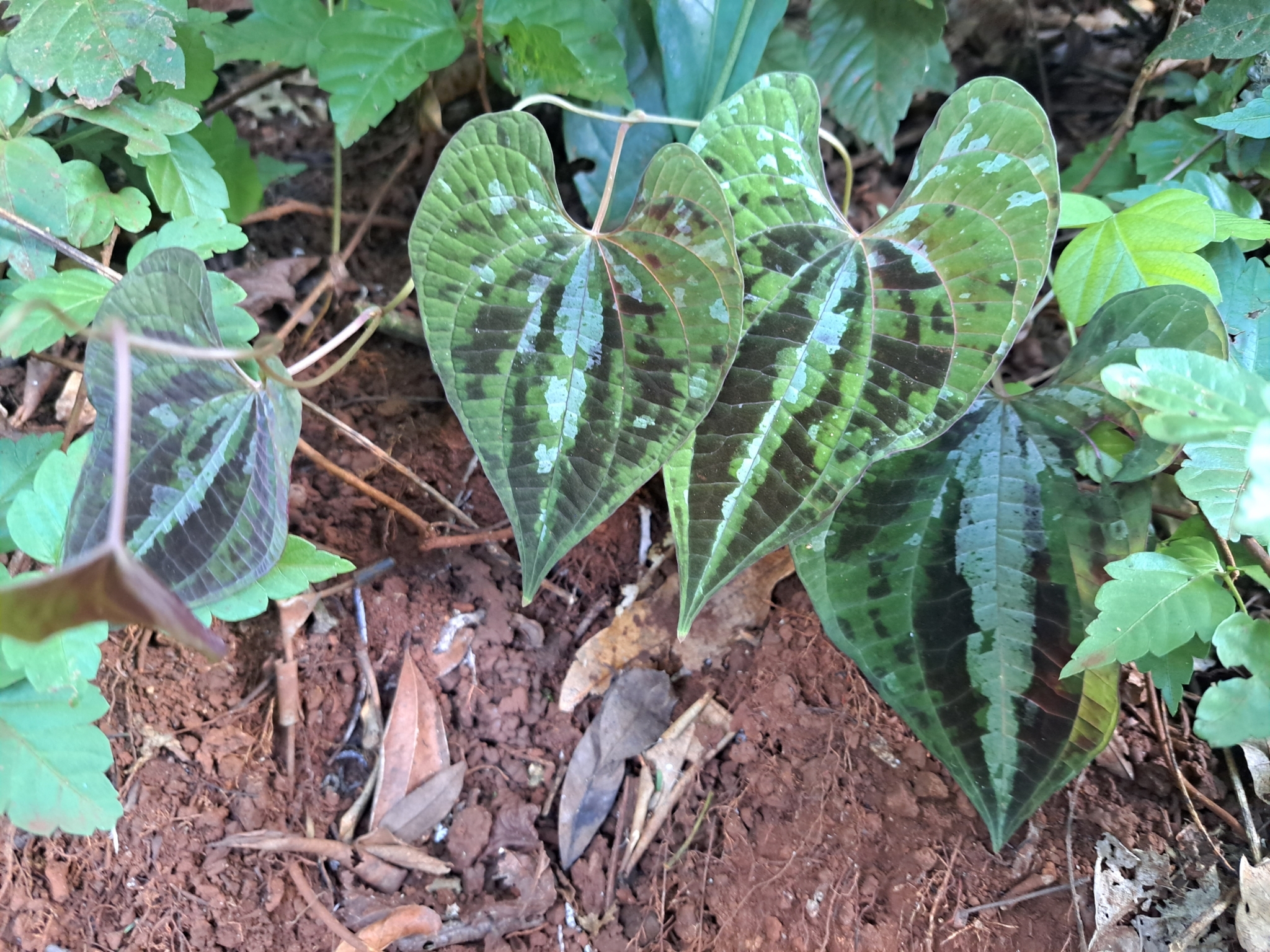 Dioscorea dodecaneura