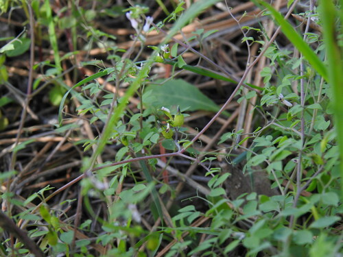 Ceratocapnos heterocarpa, photograph 1