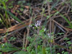 Ceratocapnos heterocarpa