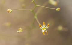 Nemacladus rubescens