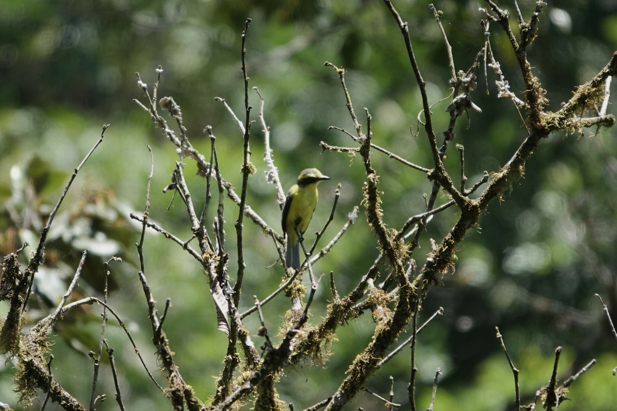 Lemon-browed Flycatcher (Conopias cinchoneti)