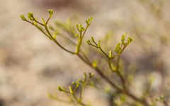 Chorizanthe brevicornu
