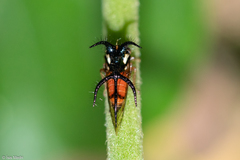 Cyphonia trifida