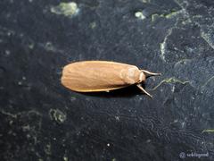 Danielithosia immaculata