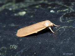 Danielithosia immaculata