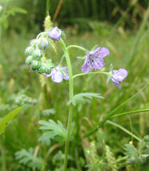 Phacelia hirsuta