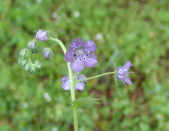 Phacelia hirsuta