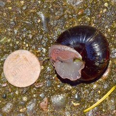 Monadenia