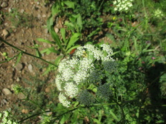 Conioselinum longifolium