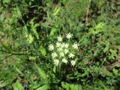 Conioselinum longifolium