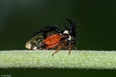 Cyphonia trifida
