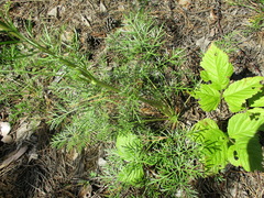 Conioselinum longifolium
