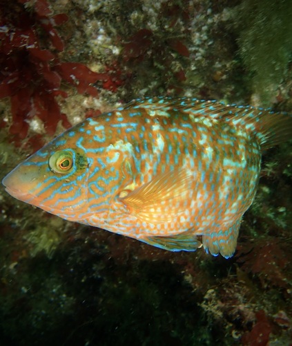 Corkwing Wrasse, Inner Lees, photo 7 of 10