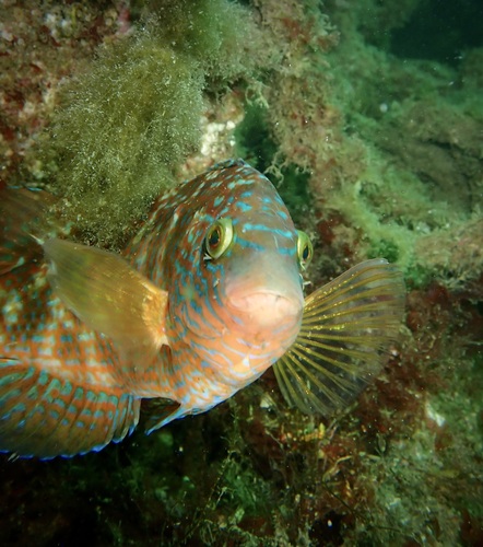 Corkwing wrasse (Symphodus melops) — Labridae — 3