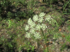 Conioselinum longifolium