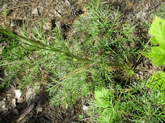 Conioselinum longifolium