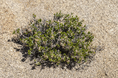 Ericameria cuneata
