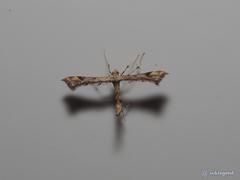 Platyptilia