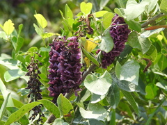 Lonchocarpus hondurensis