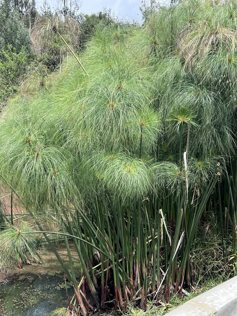 Cyperus papyrus from Tuta, Tuta, Boyacá, CO on 2023년 10월 30일 (월) at 06:05 오후 by perlaag · iNaturalist Cyperus papyrus
