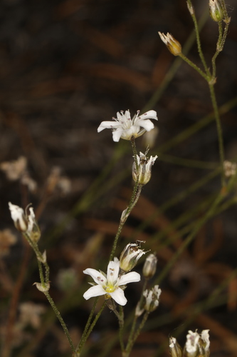 Image of Eremogone kingii by (c) Steve Matson, some rights reserved (CC BY)