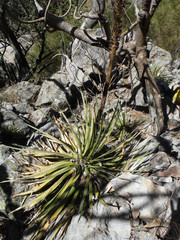 Agave schidigera
