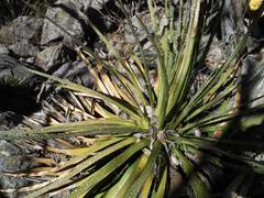 Agave schidigera