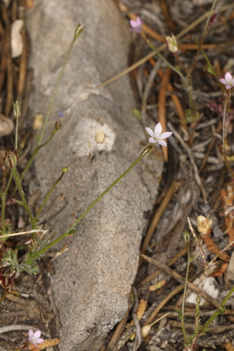 Image of Gilia clokeyi by (c) Steve Matson, some rights reserved (CC BY)