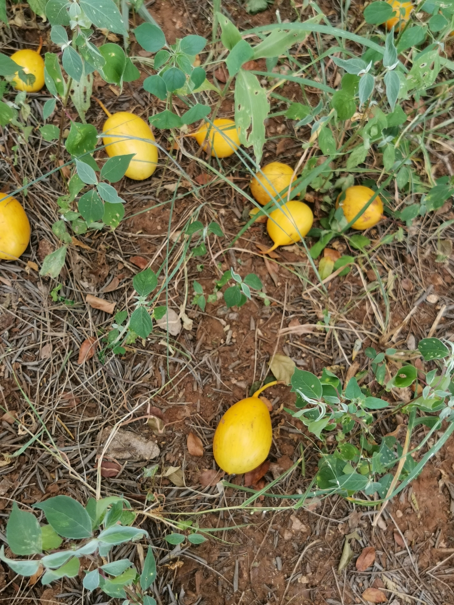 Imagem de Mafurreira