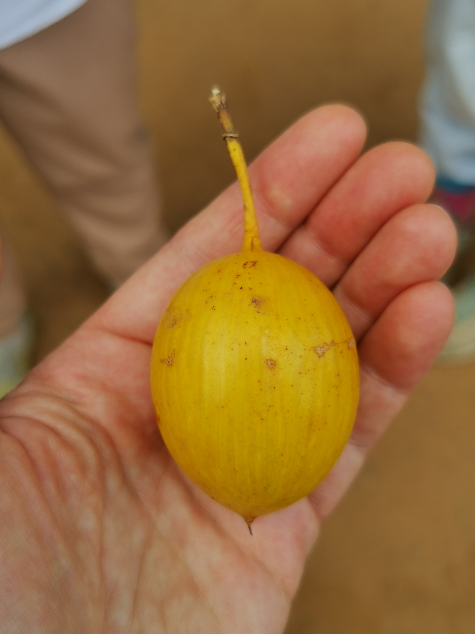 Imagem de Mafurreira